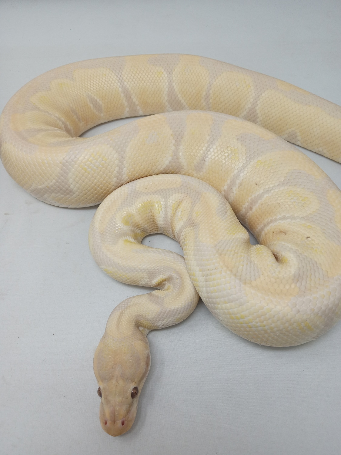 Lavender Ball Python by Mythical Exotics - MorphMarket