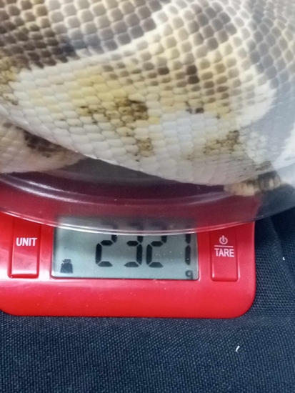 Citrus Pastel Fire Calico Ball Python by Mythical Exotics