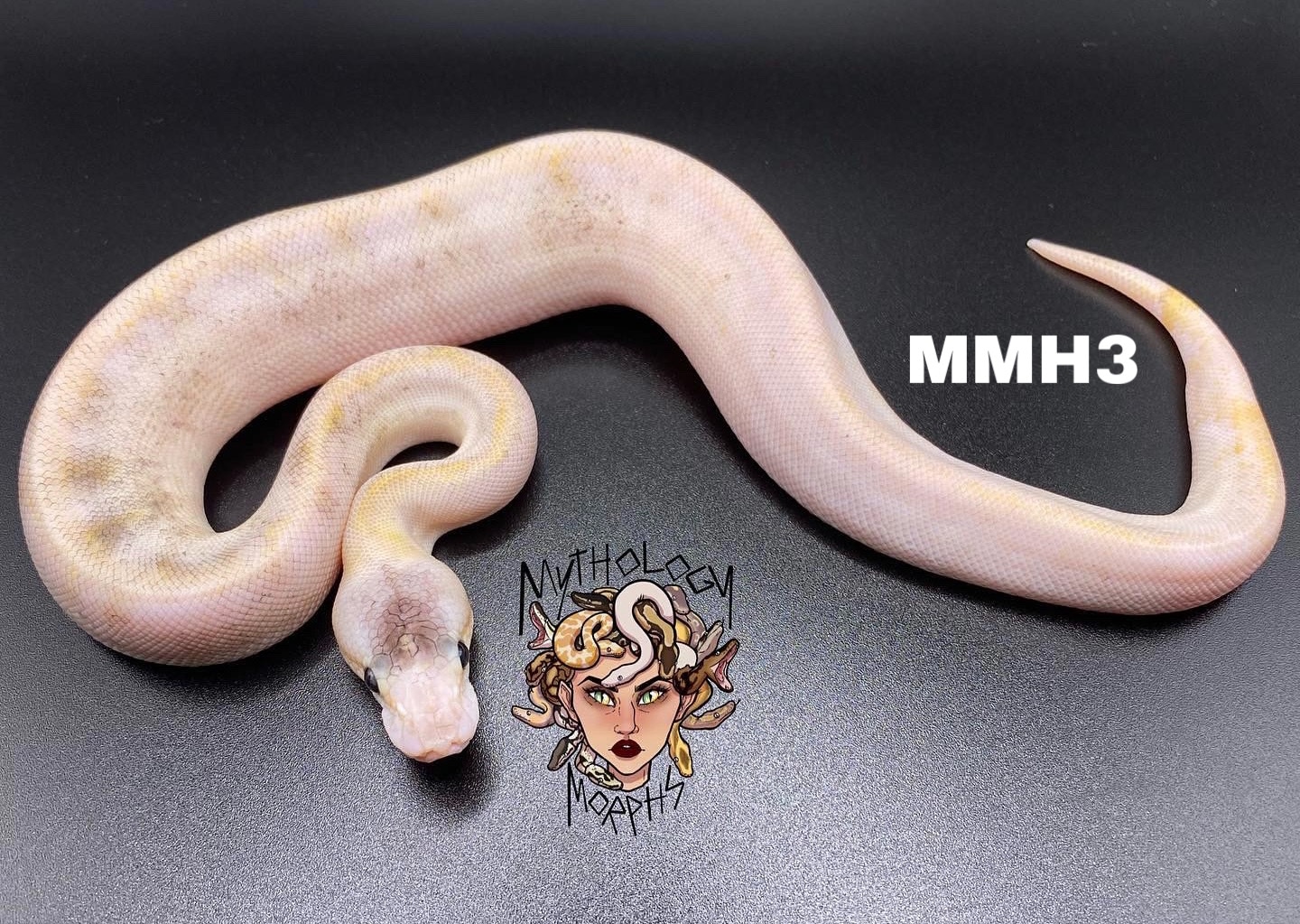 Pastel Champagne Ball Python by Mythology Morphs - MorphMarket