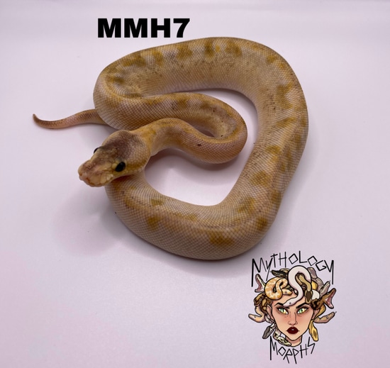 Pastel Champagne Ball Python by Mythology Morphs