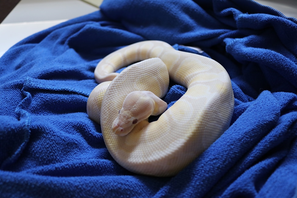 Lavender Snow Male Ball Python by 8Bit Pythons MorphMarket