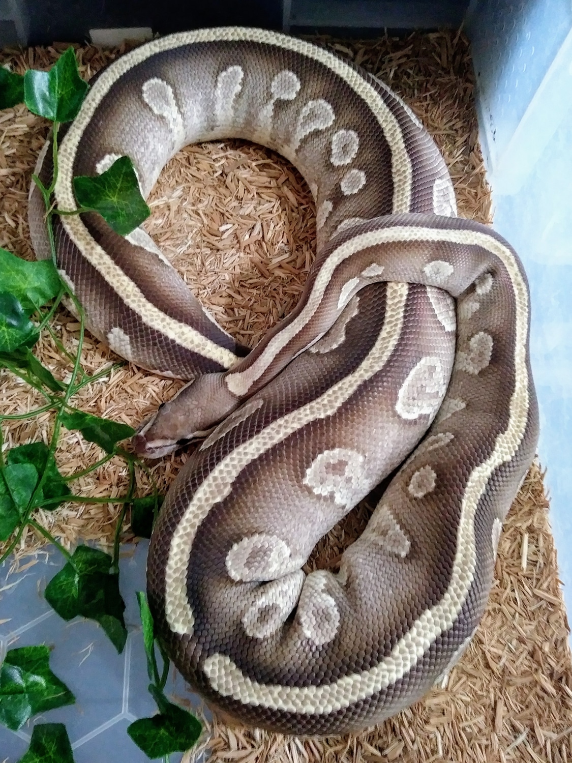 Fire Mojave Ball Python by NA-Balls - MorphMarket