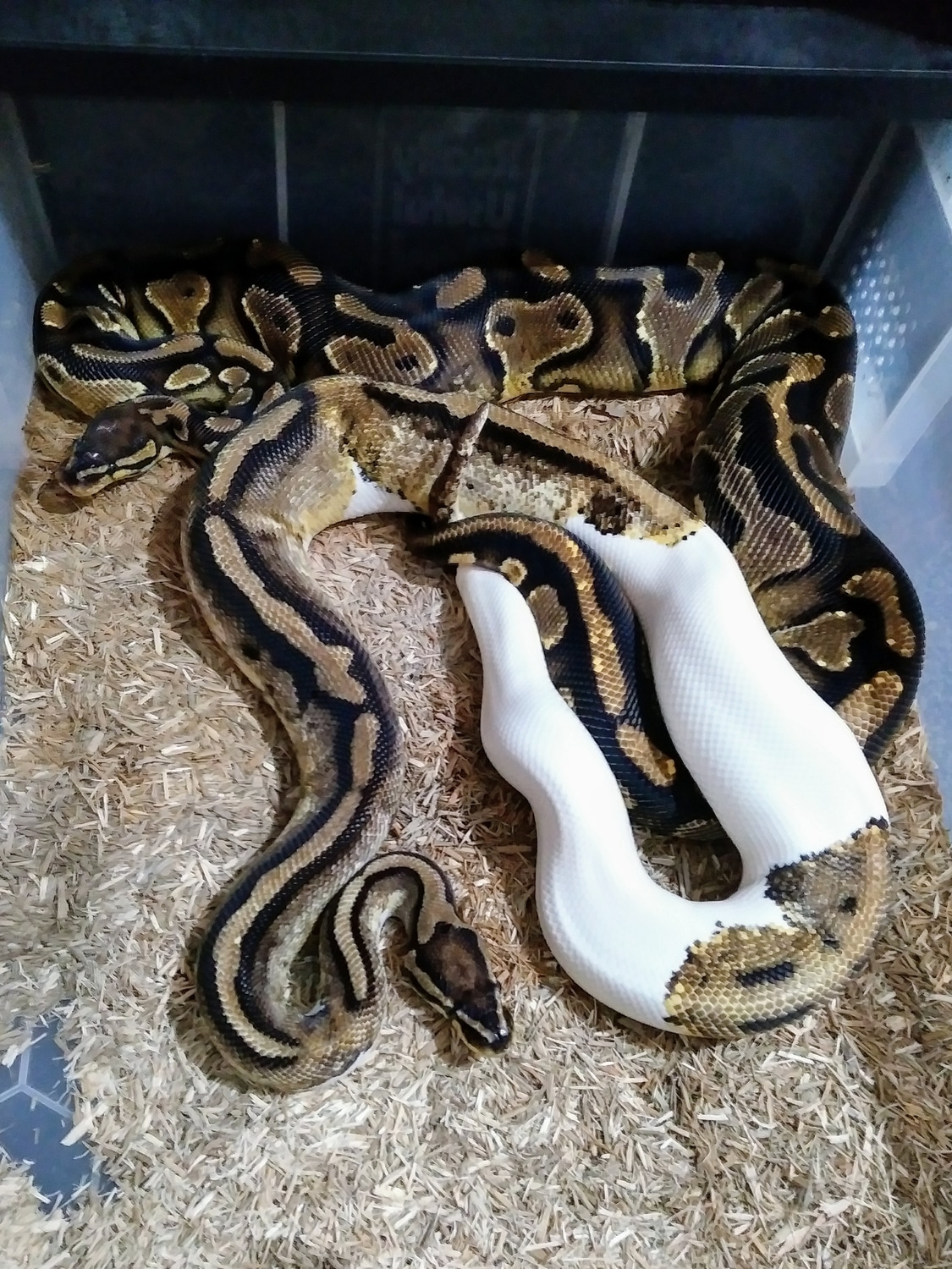 Pied Ball Python by NA-Balls - MorphMarket
