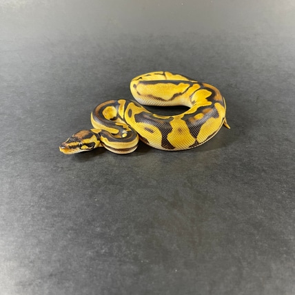 Orange Dream Yellow Belly 66% Het Piebald 66% Het Ultramel Ball Python