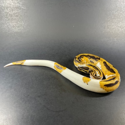 Piebald Orange Dream Yellow Belly Het Ultramel Ball Python