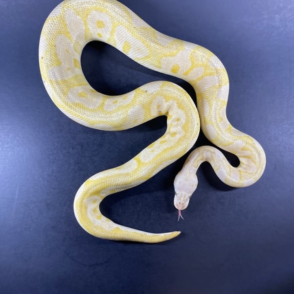 Clown Banana Yellow Belly Pastel Ball Python