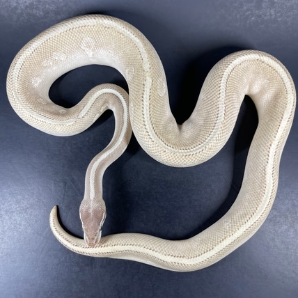 Vanilla Mystic Mojave Ball Python