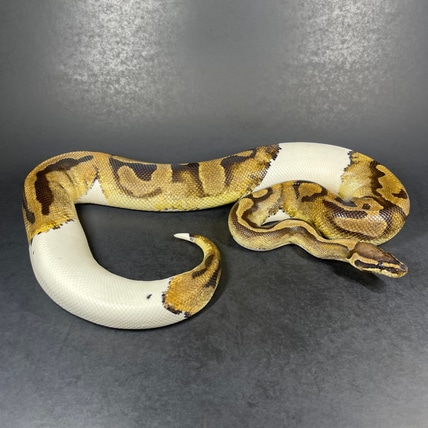 Piebald Het Lavender Albino Ball Python