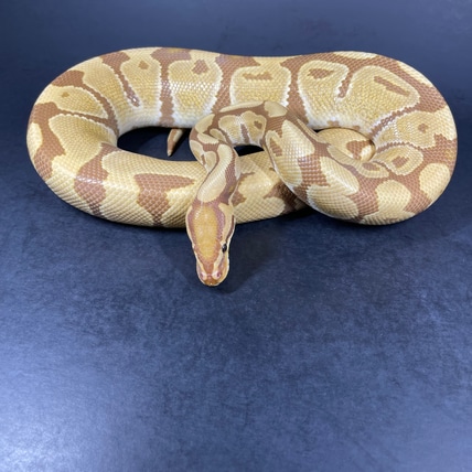 Ultramel Het Clown Ball Python