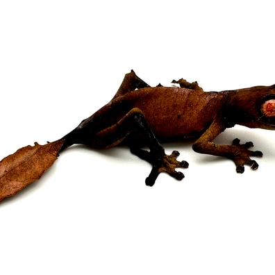 【美品】OZWRT Agave Leaf Tailed Gecko 17cm giant-leaf-tail-geckos-for-