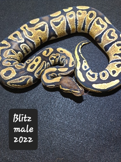 Blitz Ball Python by Ngballz