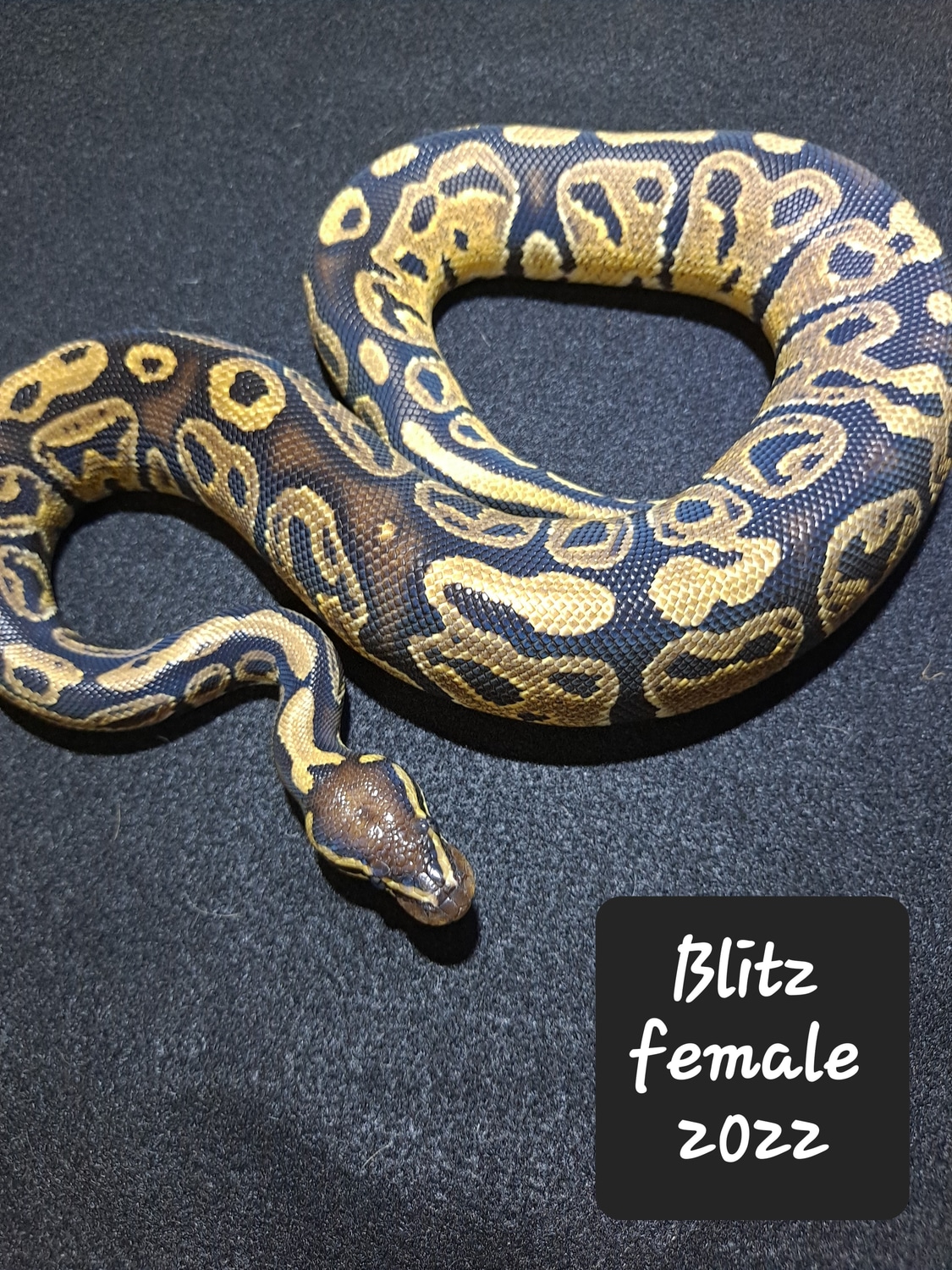 Blitz Ball Python by Ngballz - MorphMarket