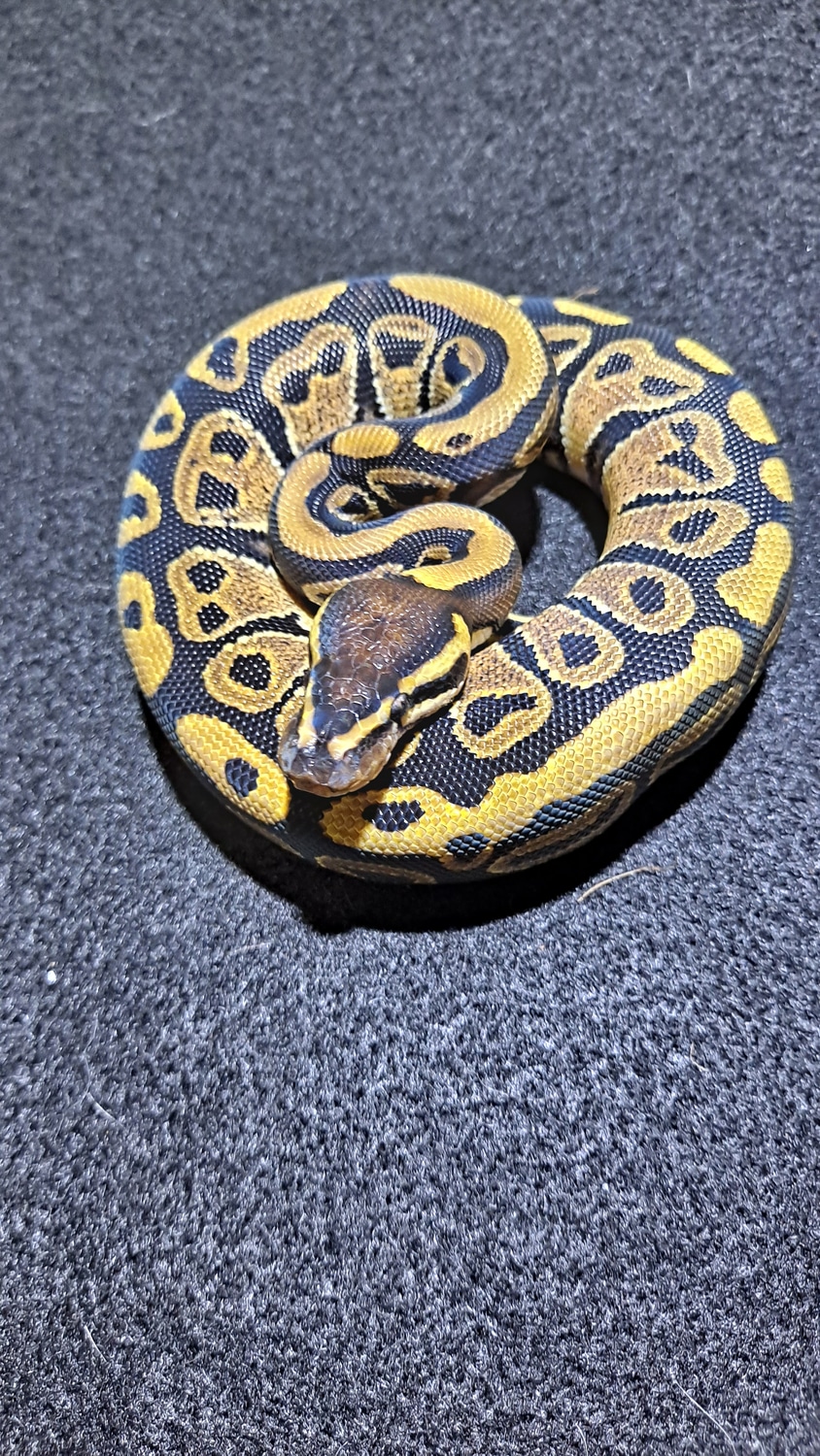 DH Pied/Hypo Ball Python by Ngballz - MorphMarket
