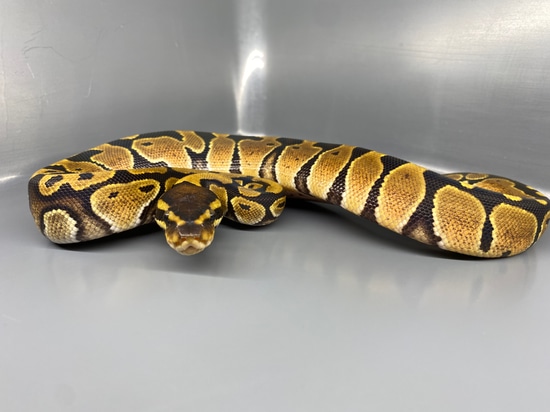 Normal Ball Python by The Nano Maniacs