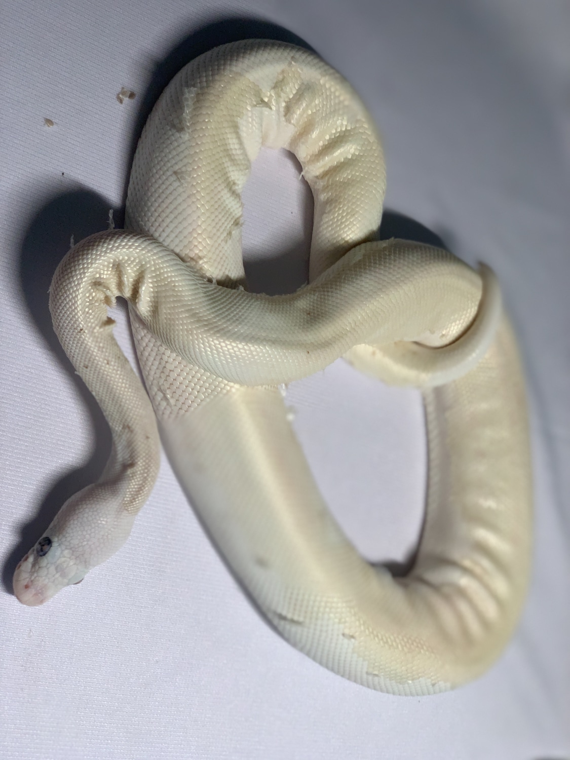 Super Lesser Ball Python by Big Kahuna Balls - MorphMarket