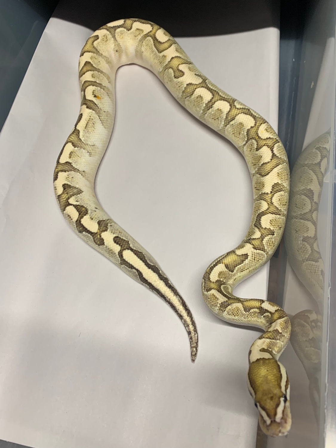 Bamboo Yellowbelly Ball Python by Pacmann's Reptiles - MorphMarket