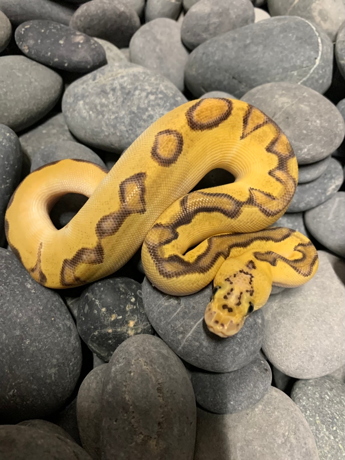 Pastel Enchi Clown Possible Orangedream Ball Python by Pacmann's