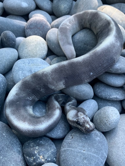 Super Pastel 8 Ball Shatter Possible Leapord Ghi Yellowbelly Ball ...