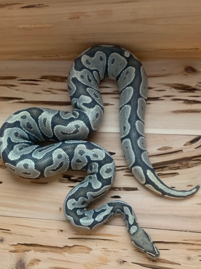 Hypo Ball Python by Pacmann's Reptiles