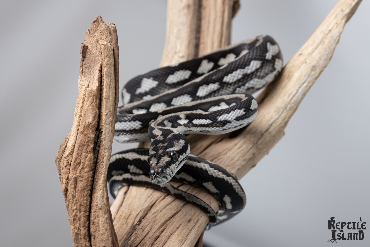 2021 Axanthic Tiger Coastal Carpet Python by Reptile Island - MorphMarket