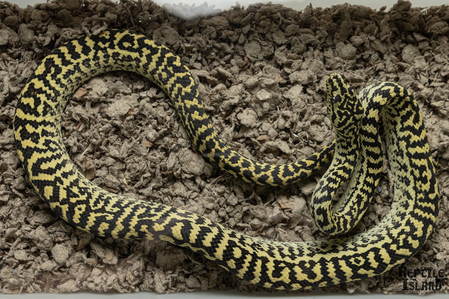 2021 WOW Line Zebra Jungle Carpet Python by Reptile Island - MorphMarket