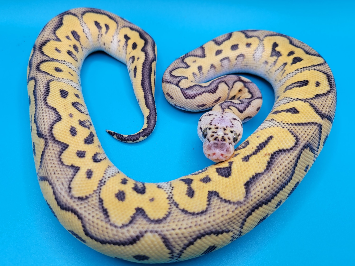 Killer Clown Male Ball Python by J.I.M. Reptiles MorphMarket