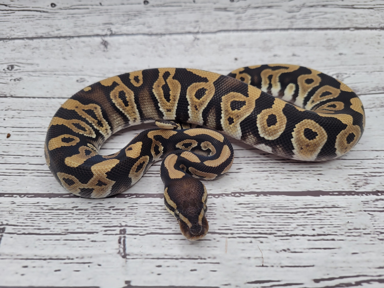 Mojave Fire Yb Ball Python by J.I.M. Reptiles - MorphMarket