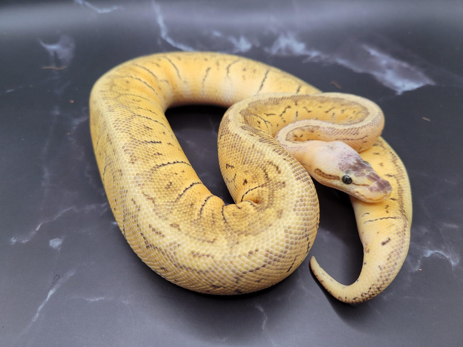GHI Killer Blast Ball Python by J.I.M. Reptiles - MorphMarket