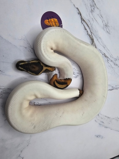 Beautiful Pied Het Lavender Male Underdeveloped Eyes Ball Python by J.I ...