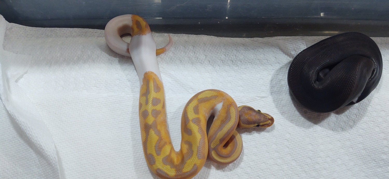 Banana Pied Ball Python by Baystate Reptile MorphMarket