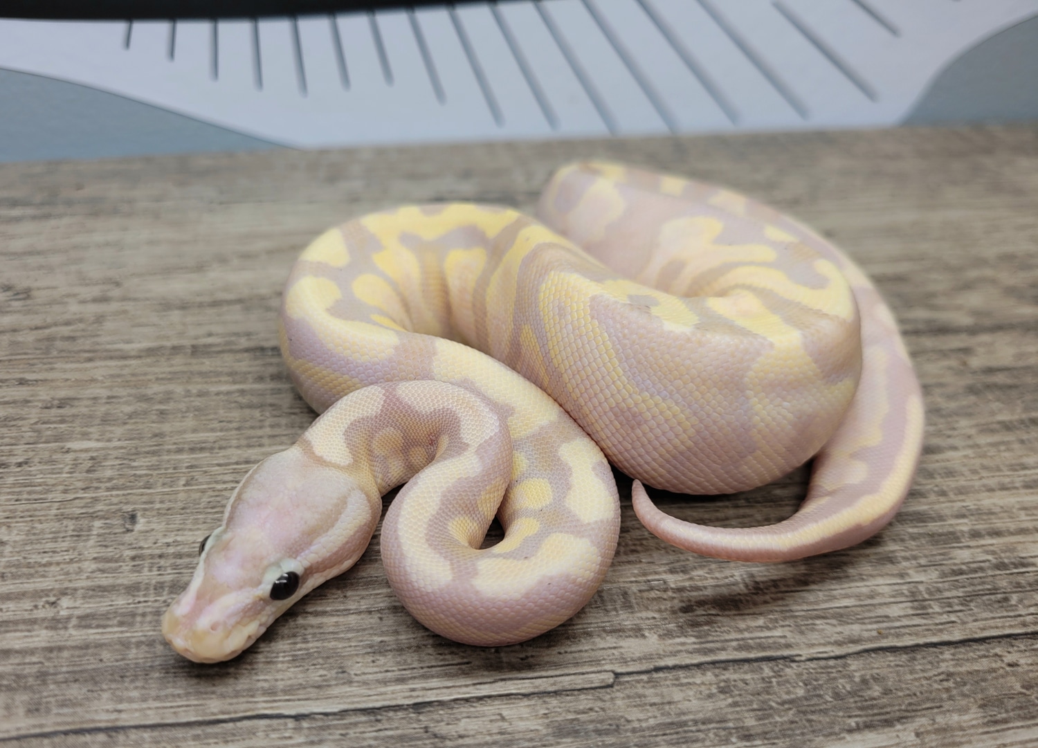 Firefly Banana ScalelessHead Het Sunset Ball Python by The Odds Life ...