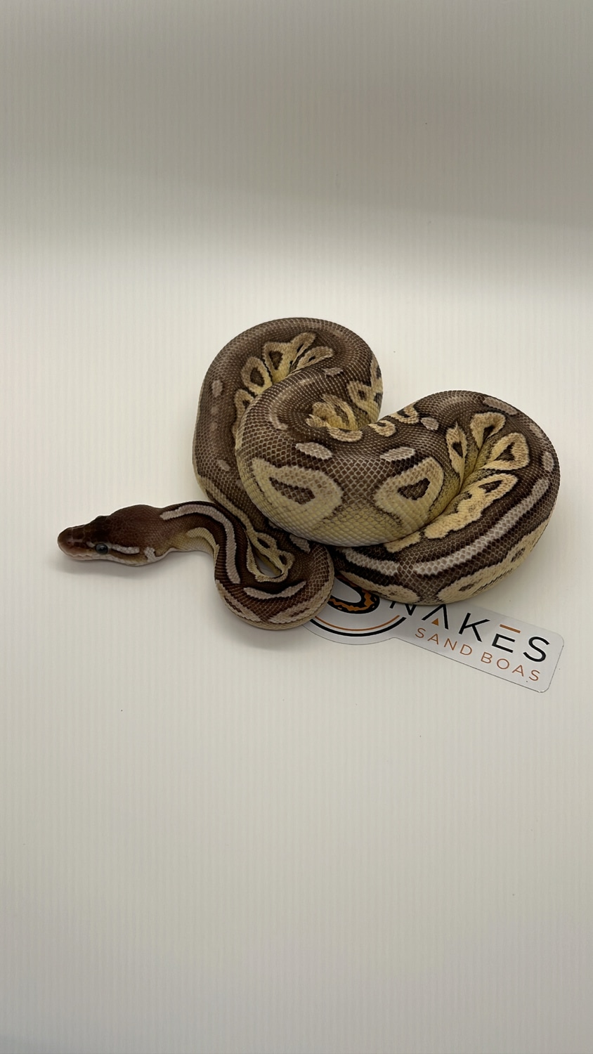 Mojave Pewter Ball Python by nateSnakes MorphMarket
