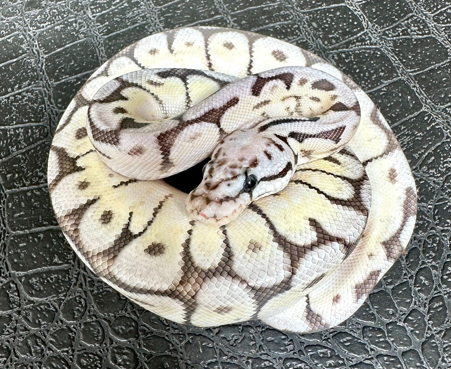 Super Pastel Spider Ax Ball Python by DS Axanthics - MorphMarket