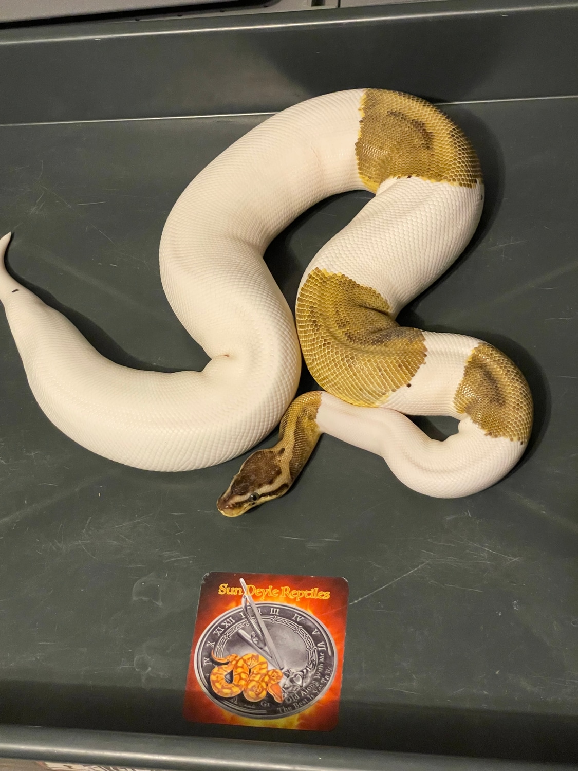 Pastel Hgw Pied 66% Het Hypo Ball Python by SunDeyle Reptiles - MorphMarket