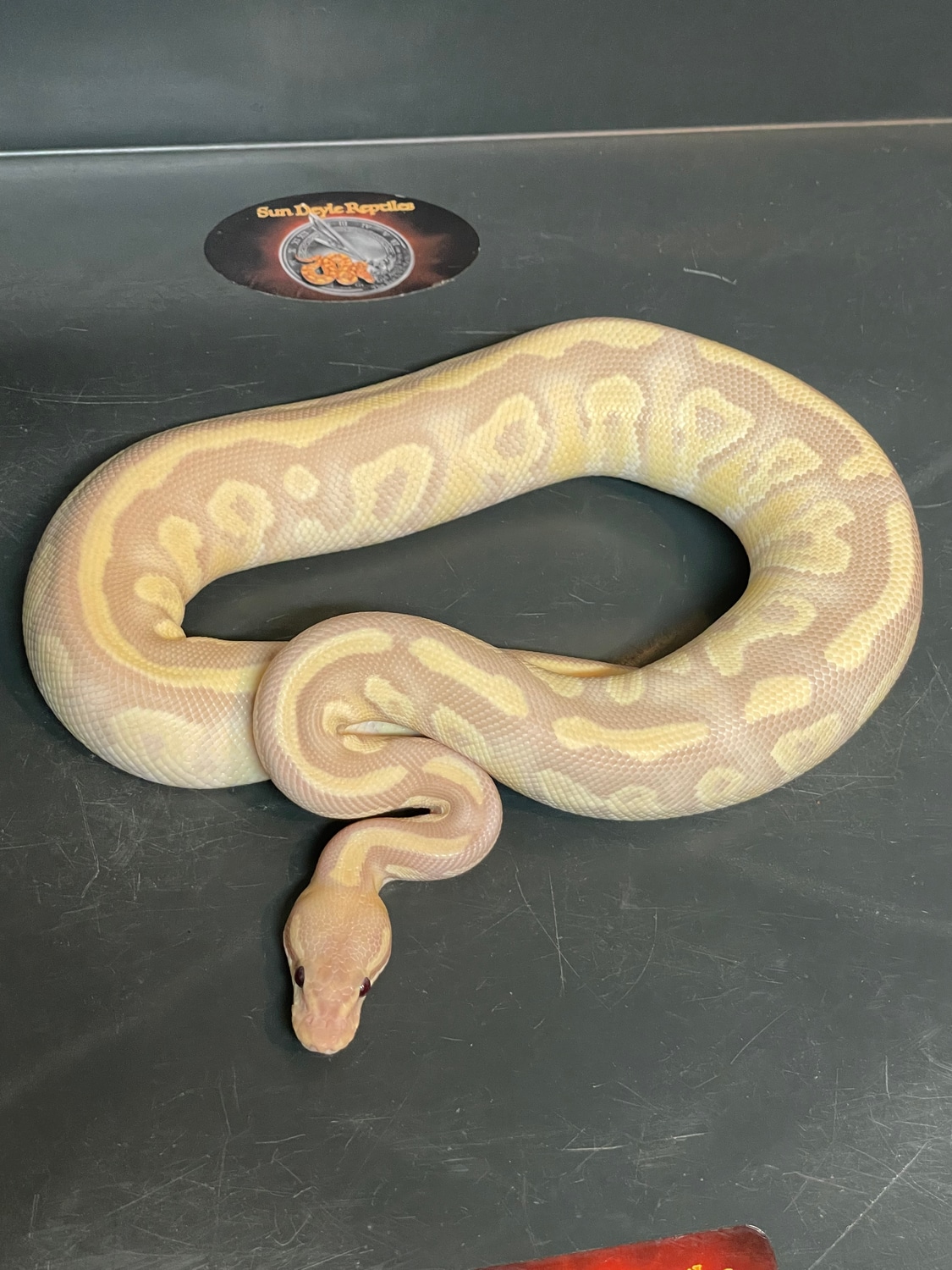 Cypress Mojave Fire Ultramel Ball Python by SunDeyle Reptiles - MorphMarket