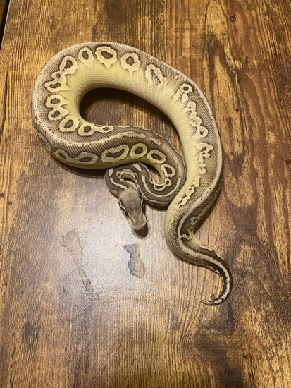 Pewter Lesser Ball Python by Amazeballs Reptiles