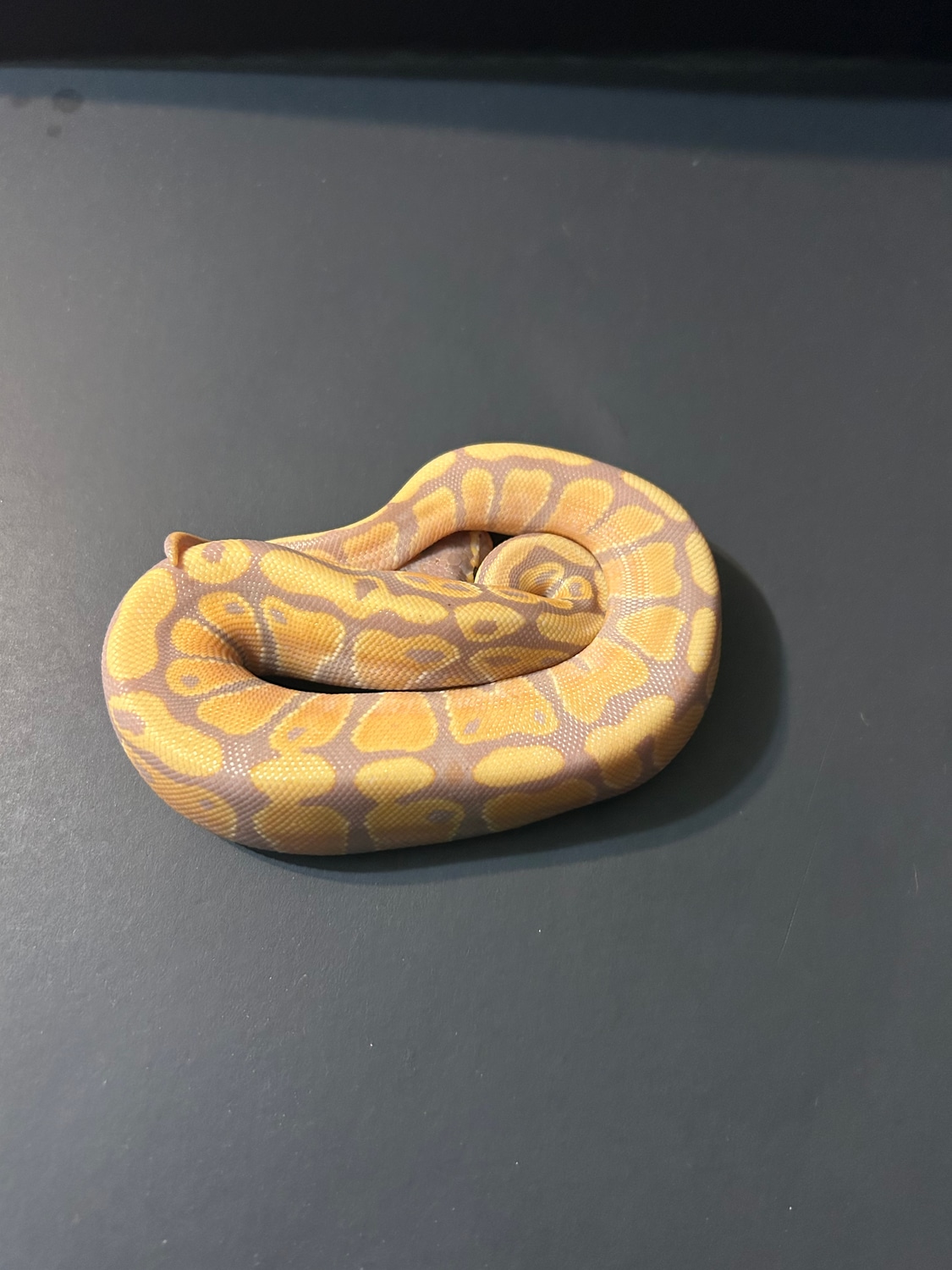 Banana Ball Python by Blue moon exotics - MorphMarket