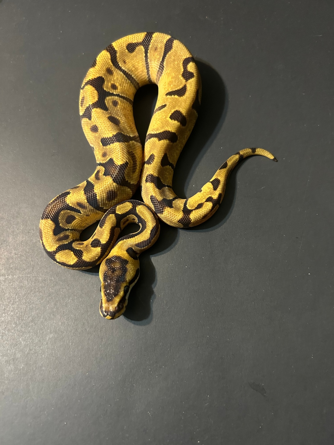 Pastel Enchi Leopard Ball Python by Blue moon exotics MorphMarket