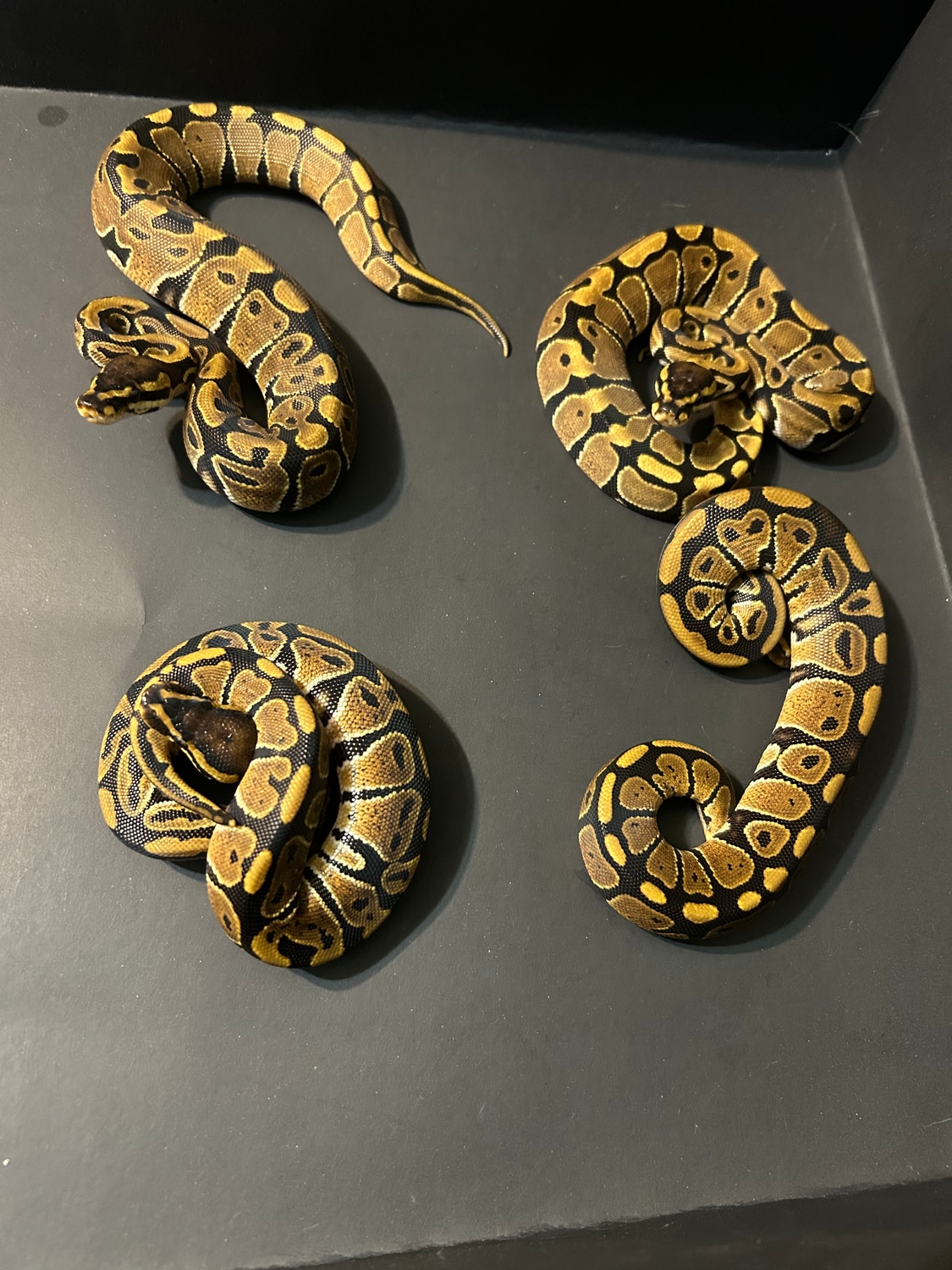 Female Normals Ball Python by Blue moon exotics - MorphMarket