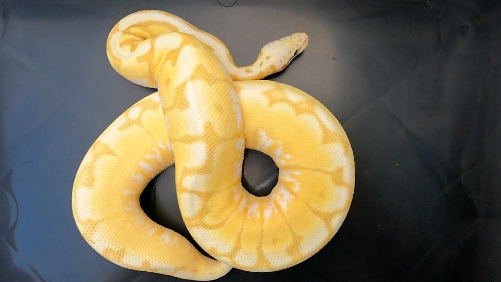 Banana Killer Bee 100% Het Tsk Axanthic Ball Python by Blue moon ...