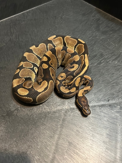 Normal Ball Python by Blue moon exotics