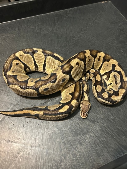 Pastel Scaleless Head Ball Python by Blue moon exotics