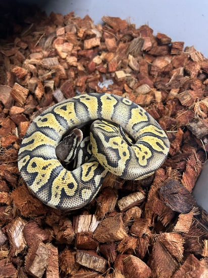 Super Pastel Het Clown Ball Python by Blue moon exotics