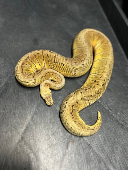 Lemon Blast Ball Python by Blue moon exotics
