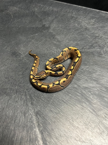 Woma Ball Python by Blue moon exotics