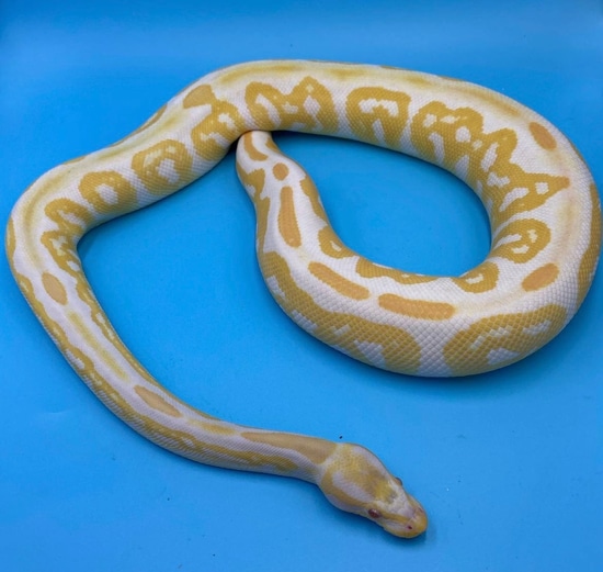 Native Ball Python Albino Black Pastel Ball Python by Native Reptiles