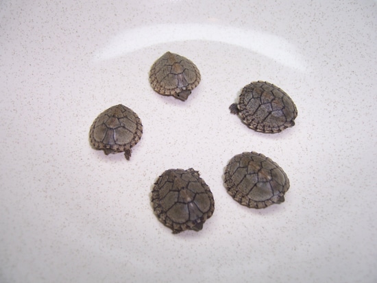 Razorback Musk Turtles Mud & Musk Turtles by Nauti-Lass Ponds ...