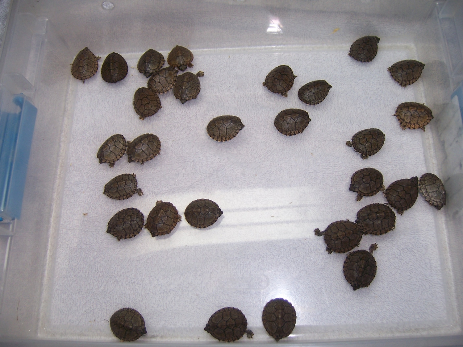 Razorback Musk Mud & Musk Turtle by Nauti-Lass Ponds & Critters, Inc ...