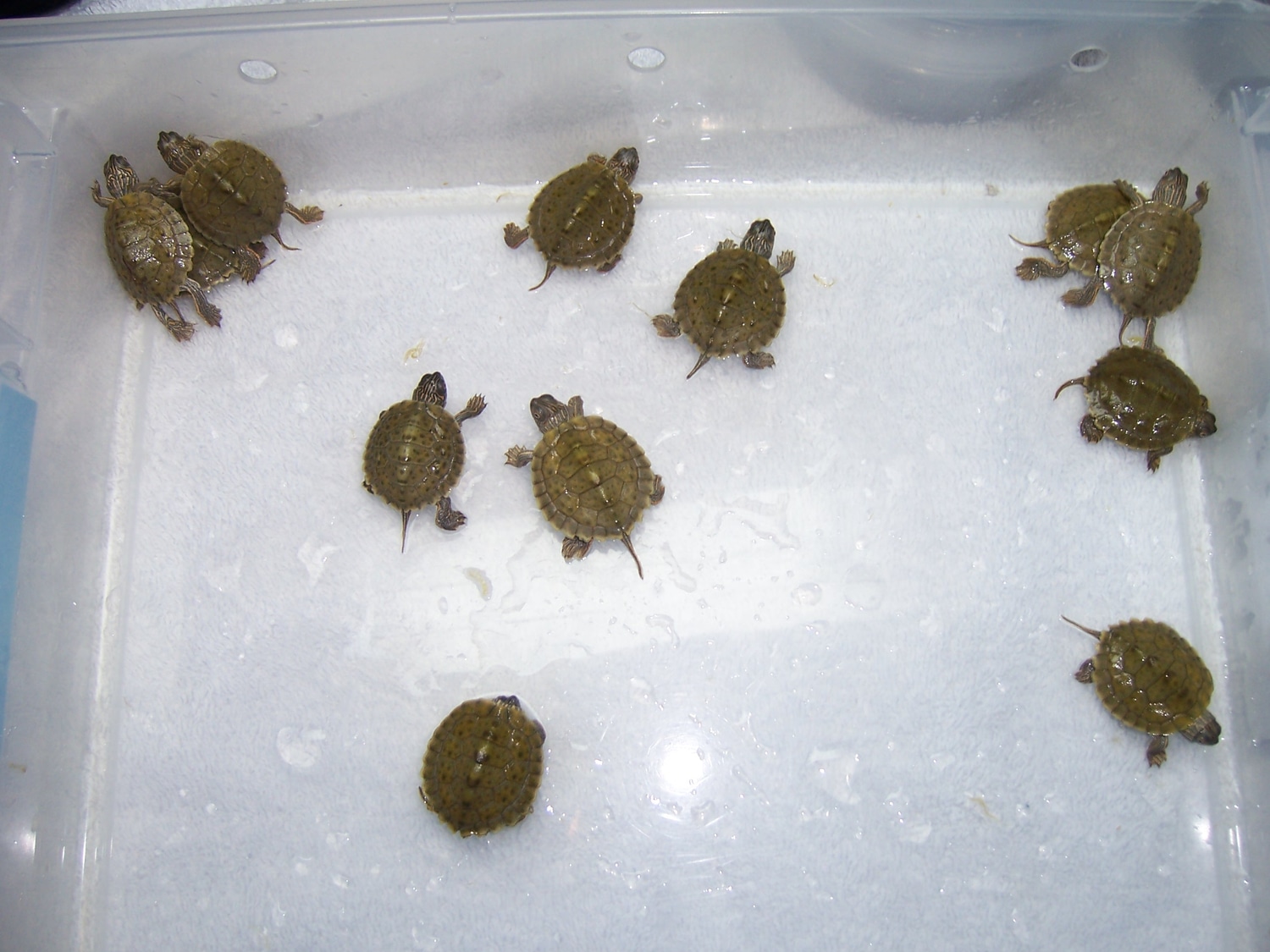 Texas Map Turtles by NautiLass Ponds & Critters, Inc. MorphMarket