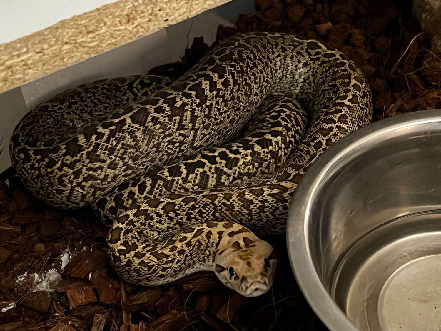Stunning Granite Burmese Python by Kawikas Konstrictors, LLC - MorphMarket